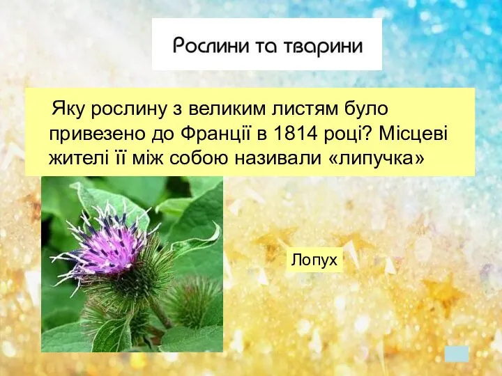 Яку рослину з великим листям було привезено до Франції в 1814