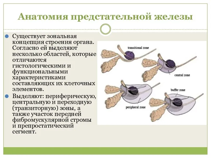 Анатомия предстательной железы Существует зональная концепция строения органа. Согласно ей выделяют