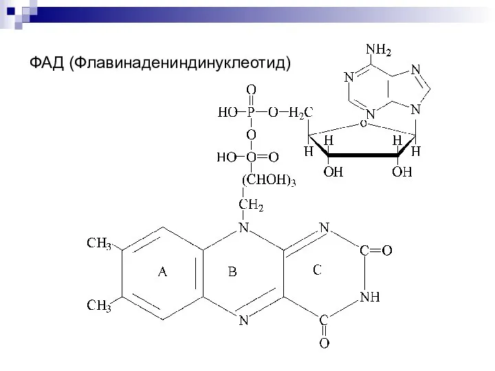 ФАД (Флавинадениндинуклеотид)