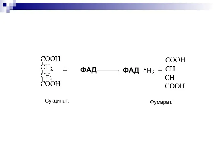 Сукцинат. Фумарат. ФА ФАД ФАД