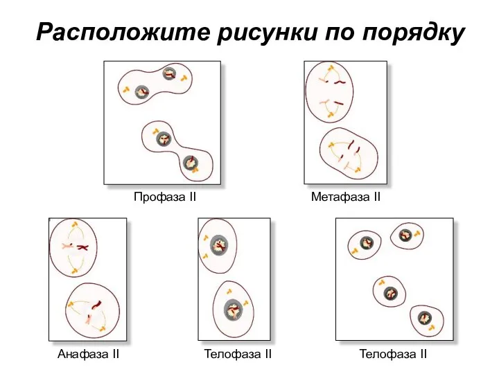 Расположите рисунки по порядку Профаза II Метафаза II Анафаза II Телофаза II Телофаза II