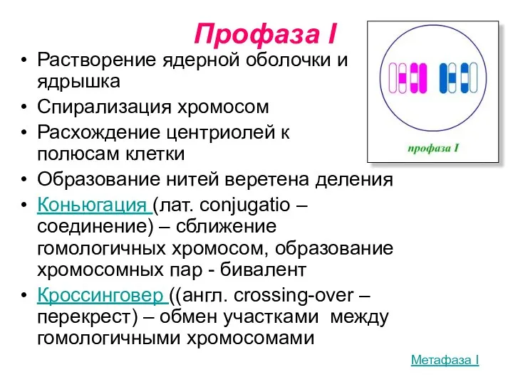 Профаза I Растворение ядерной оболочки и ядрышка Спирализация хромосом Расхождение центриолей