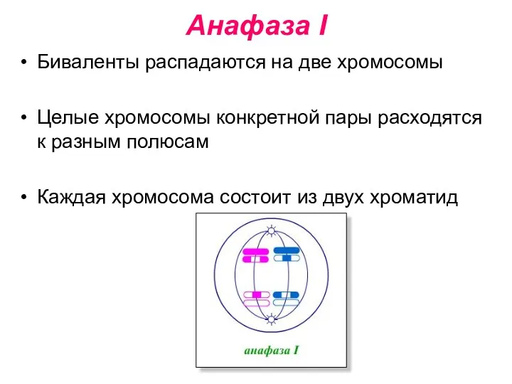 Анафаза I Биваленты распадаются на две хромосомы Целые хромосомы конкретной пары