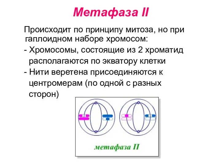 Метафаза II Происходит по принципу митоза, но при гаплоидном наборе хромосом: