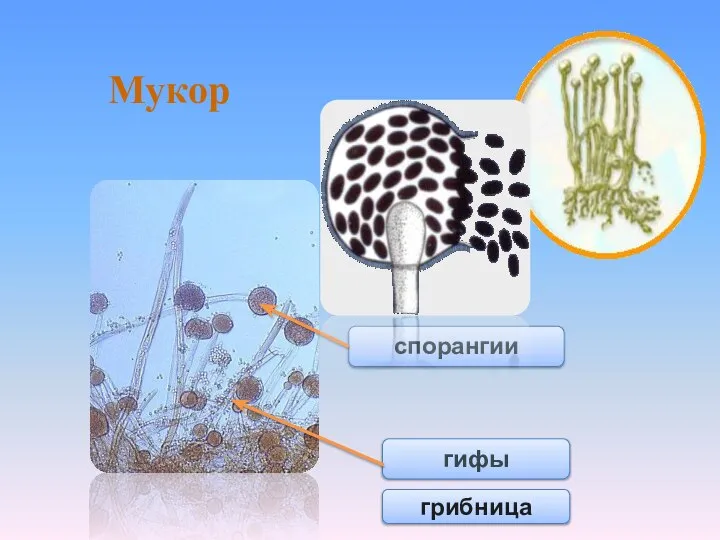 спорангии гифы Мукор грибница