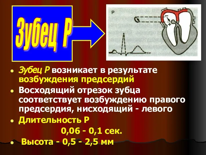 Зубец Р возникает в результате возбуждения предсердий Восходящий отрезок зубца соответствует