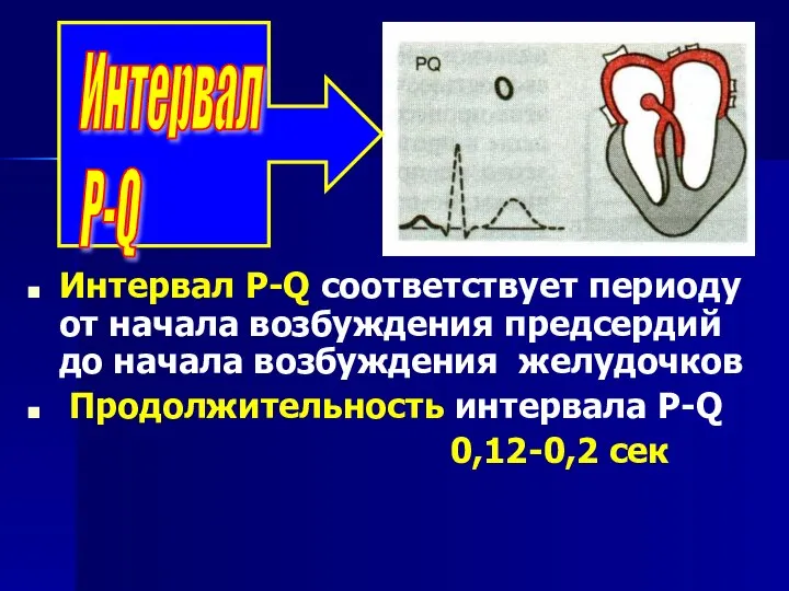 Интервал Р-Q соответствует периоду от начала возбуждения предсердий до начала возбуждения