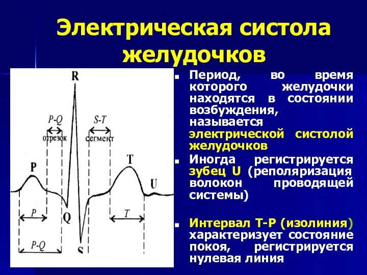 Электрическая систола желудочков Период, во время которого желудочки находятся в состоянии