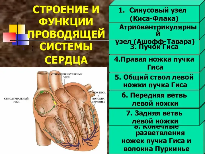 8. Конечные разветвления ножек пучка Гиса и волокна Пуркинье 7. Задняя