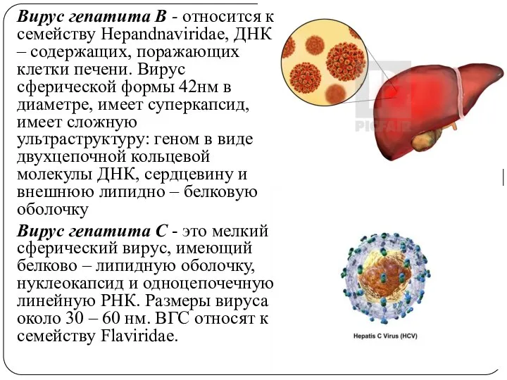 Вирус гепатита В - относится к семейству Hepandnaviridae, ДНК – содержащих,