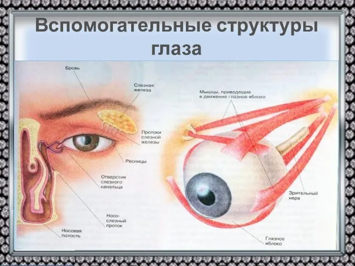 Вспомогательные структуры глаза