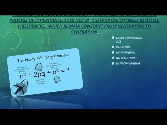 THE HARDY-WEINBERG LAW SHOWS THAT IN LARGE POPULATIONS, THE PROCESS OF