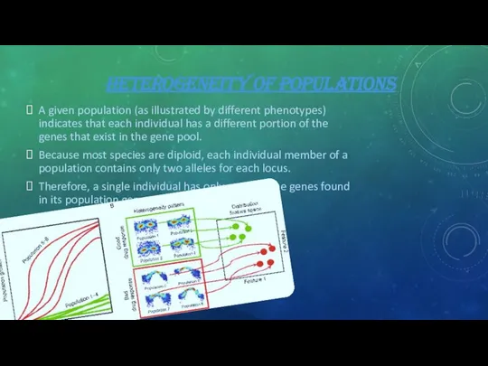 HETEROGENEITY OF POPULATIONS A given population (as illustrated by different phenotypes)