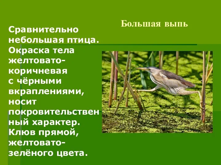 Большая выпь Сравнительно небольшая птица. Окраска тела желтовато-коричневая с чёрными вкраплениями,