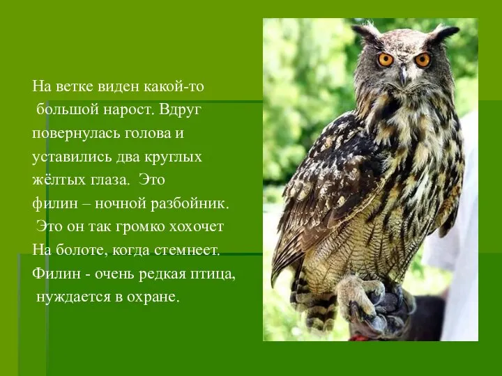 На ветке виден какой-то большой нарост. Вдруг повернулась голова и уставились