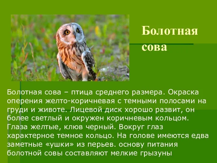 Болотная сова Болотная сова – птица среднего размера. Окраска оперения желто-коричневая