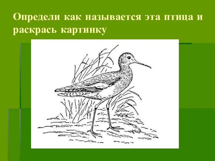 Определи как называется эта птица и раскрась картинку