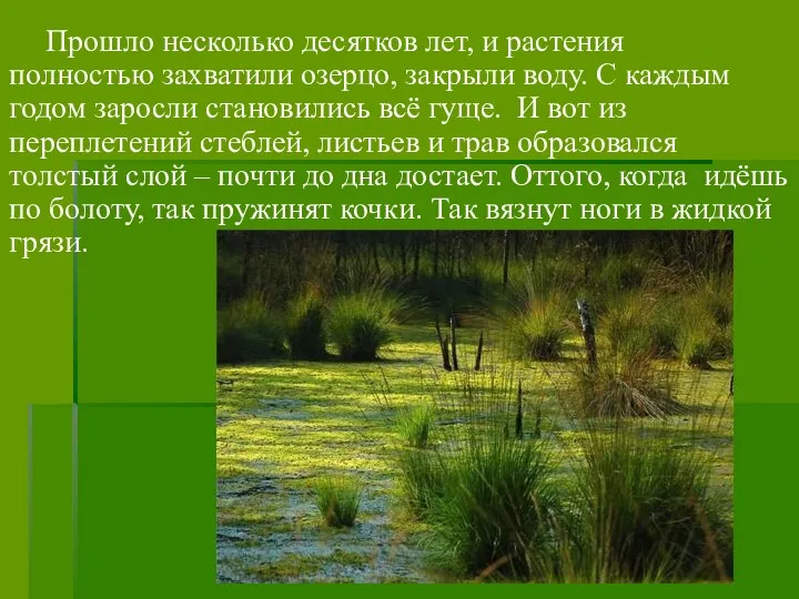 Прошло несколько десятков лет, и растения полностью захватили озерцо, закрыли воду.