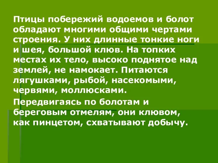 Птицы побережий водоемов и болот обладают многими общими чертами строения. У