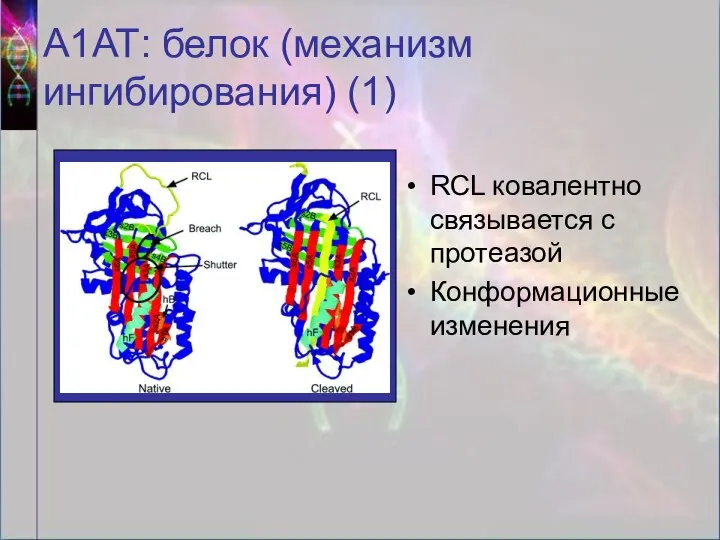 А1АТ: белок (механизм ингибирования) (1) RCL ковалентно связывается с протеазой Конформационные изменения