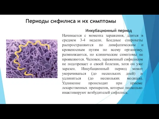 Периоды сифилиса и их симптомы Инкубационный период Начинается с момента заражения,