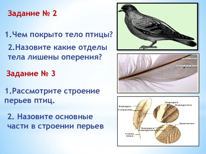 Задание № 2 1.Чем покрыто тело птицы? 2.Назовите какие отделы тела