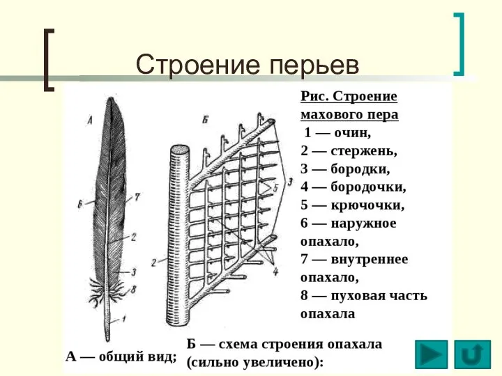 Строение перьев