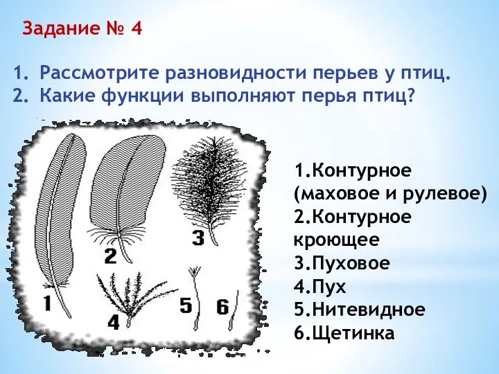 Задание № 4 1.Контурное (маховое и рулевое) 2.Контурное кроющее 3.Пуховое 4.Пух