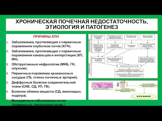 ХРОНИЧЕСКАЯ ПОЧЕЧНАЯ НЕДОСТАТОЧНОСТЬ, ЭТИОЛОГИЯ И ПАТОГЕНЕЗ ПРИЧИНЫ ХПН Заболевания, протекающие с