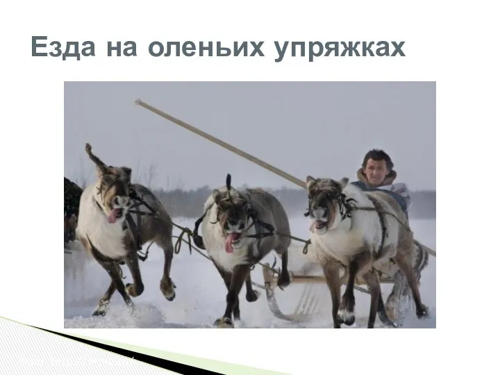 Езда на оленьих упряжках Фото: http://etnic.ru/