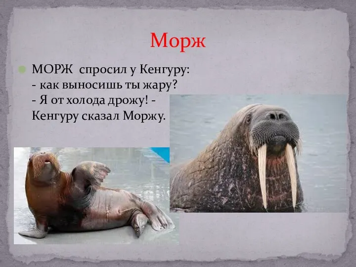 МОРЖ спросил у Кенгуру: - как выносишь ты жару? - Я