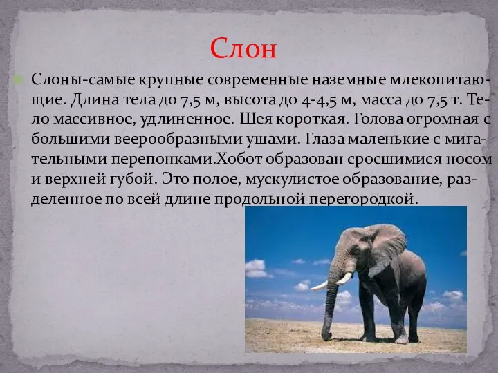 Слоны-самые крупные современные наземные млекопитаю-щие. Длина тела до 7,5 м, высота