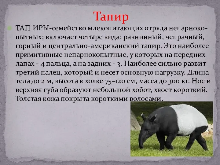 ТАПИРЫ-семейство млекопитающих отряда непарноко-пытных; включает четыре вида: равнинный, чепрачный, горный и