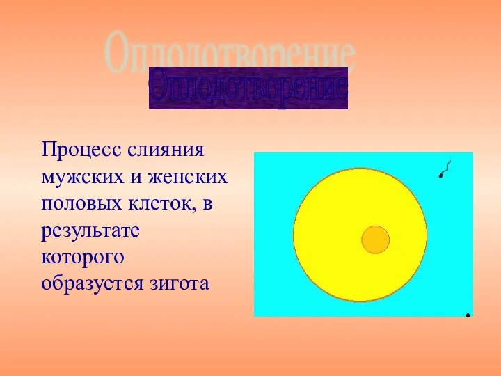 Процесс слияния мужских и женских половых клеток, в результате которого образуется зигота Оплодотворение