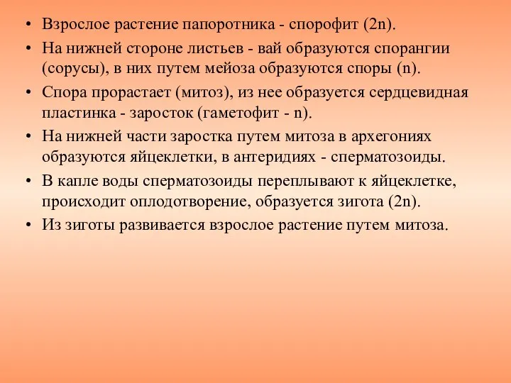 Взрослое растение папоротника - спорофит (2n). На нижней стороне листьев -