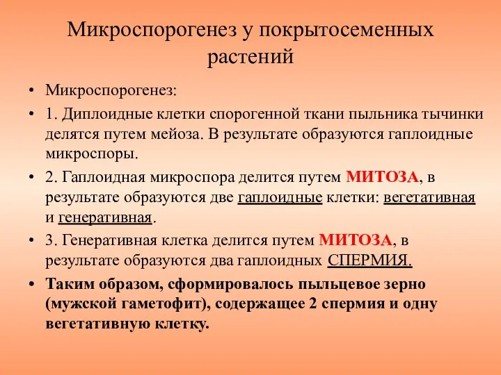 Микроспорогенез у покрытосеменных растений Микроспорогенез: 1. Диплоидные клетки спорогенной ткани пыльника