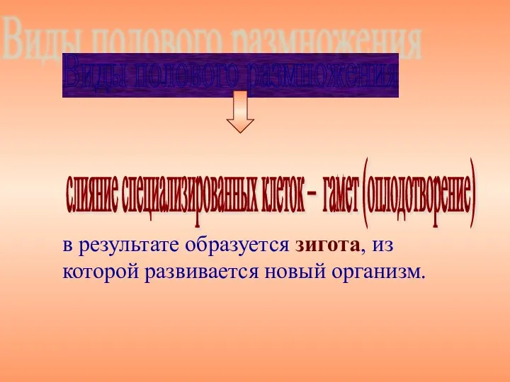 в результате образуется зигота, из которой развивается новый организм. Виды полового