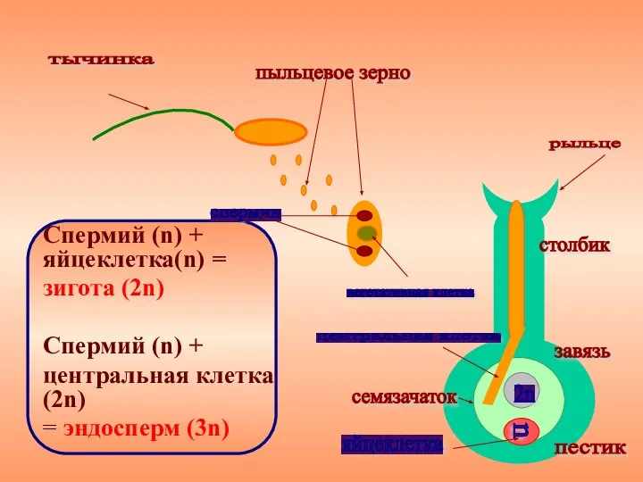 Спермий (n) + яйцеклетка(n) = зигота (2n) Спермий (n) + центральная