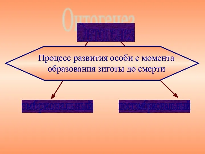 Процесс развития особи с момента образования зиготы до смерти Онтогенез эмбриональный постэмбриональный