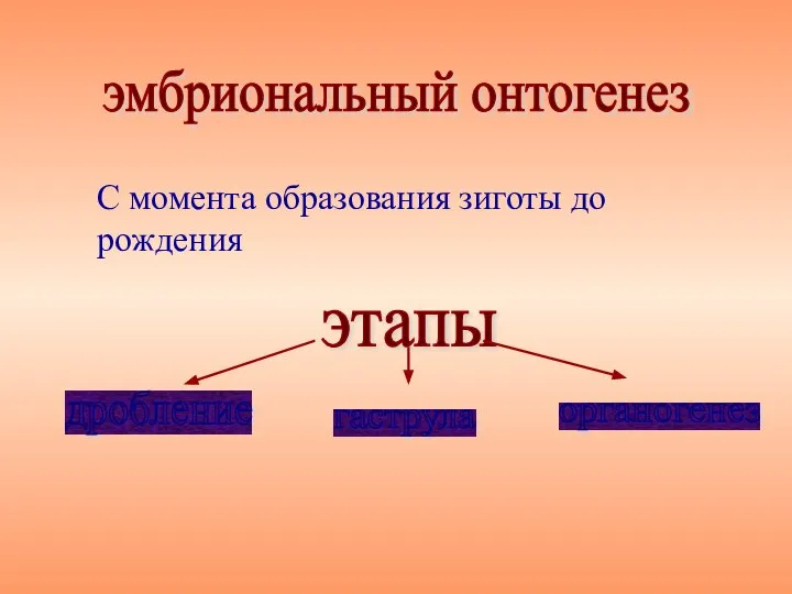 С момента образования зиготы до рождения эмбриональный онтогенез этапы дробление гаструла органогенез