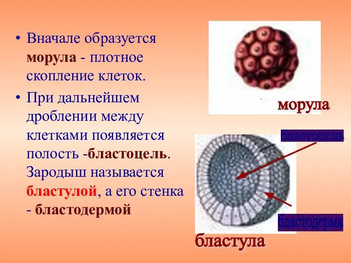 Вначале образуется морула - плотное скопление клеток. При дальнейшем дроблении между