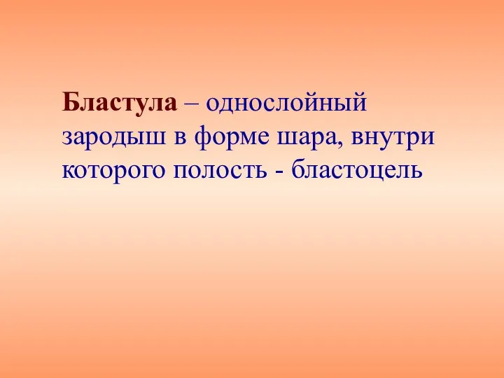 Бластула – однослойный зародыш в форме шара, внутри которого полость - бластоцель