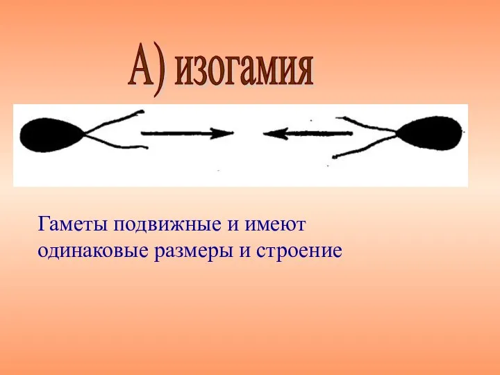 Гаметы подвижные и имеют одинаковые размеры и строение А) изогамия