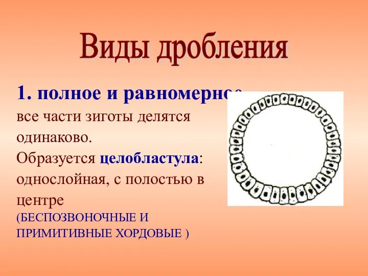 1. полное и равномерное все части зиготы делятся одинаково. Образуется целобластула: