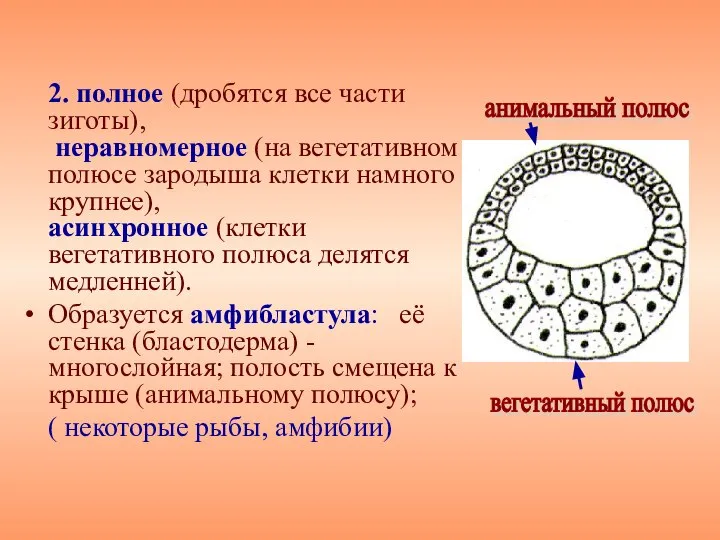 2. полное (дробятся все части зиготы), неравномерное (на вегетативном полюсе зародыша