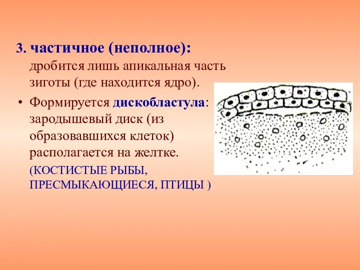 3. частичное (неполное): дробится лишь апикальная часть зиготы (где находится ядро).