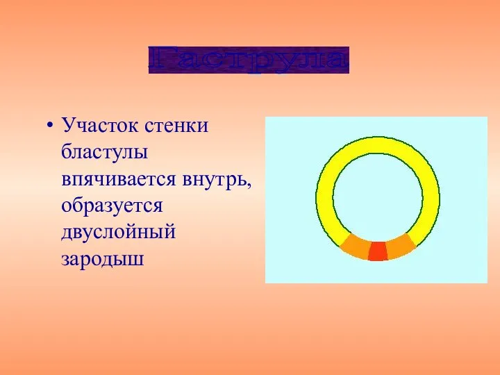 Участок стенки бластулы впячивается внутрь, образуется двуслойный зародыш Гаструла