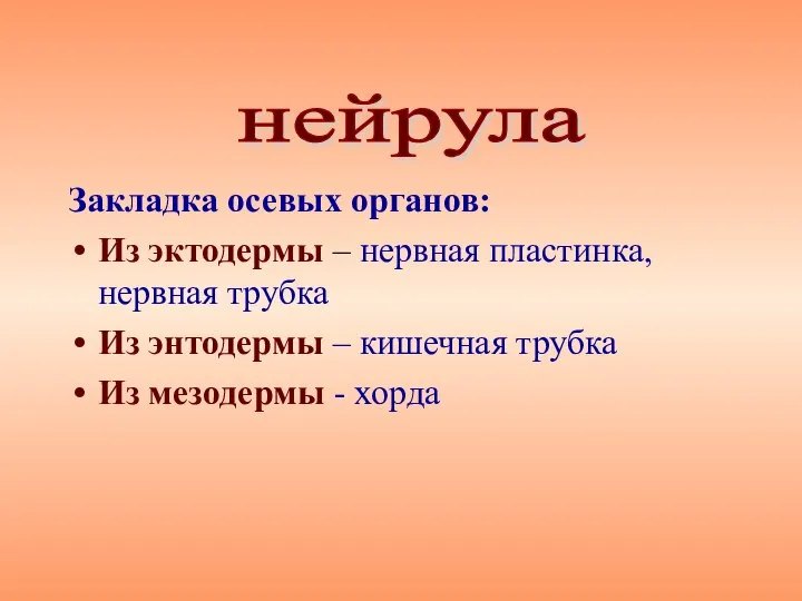 Закладка осевых органов: Из эктодермы – нервная пластинка, нервная трубка Из