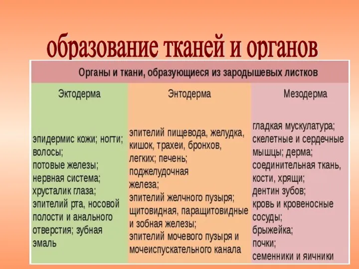 образование тканей и органов