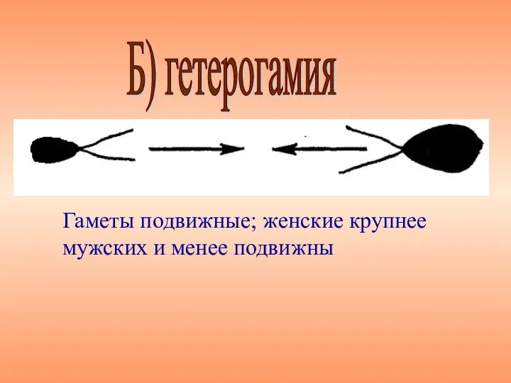 Гаметы подвижные; женские крупнее мужских и менее подвижны Б) гетерогамия